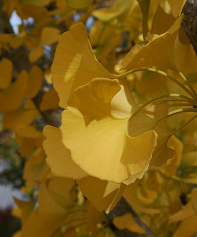 Gingko fall leaf