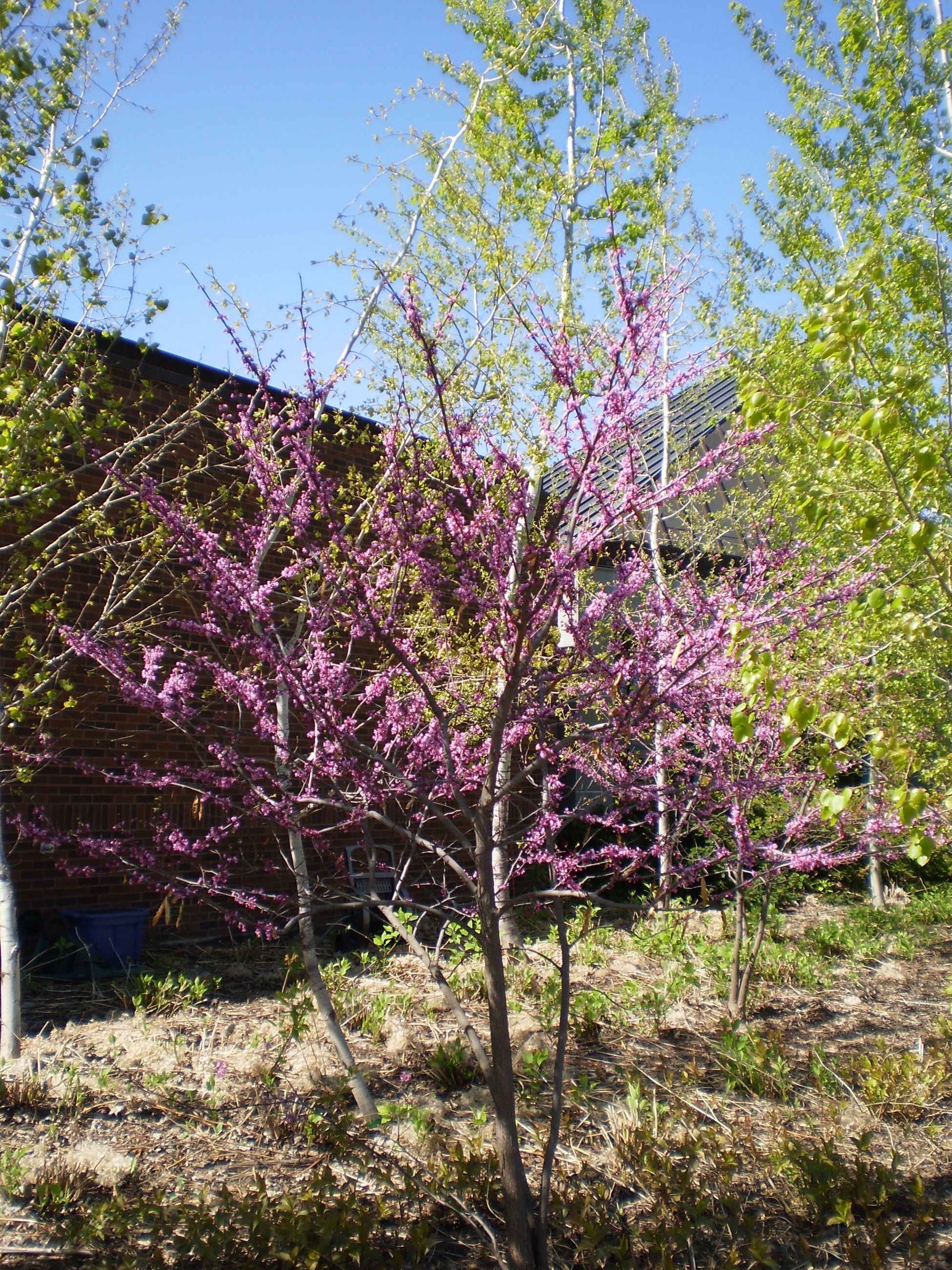 Redbud - Mtka Civic Center (2)